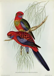 Platycercus Pennantii